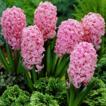 Гіацинт садовий Anne Marie