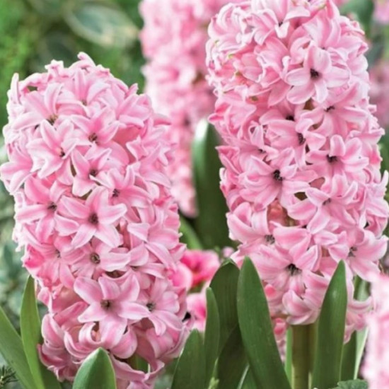 Гіацинт садовий Anne Marie