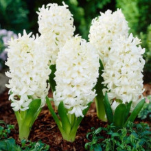 Гіацинт садовий Antarctica