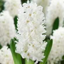 Гіацинт садовий Antarctica