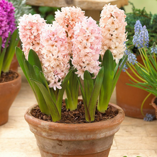 Гіацинт садовий Apricot Passion