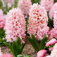 Гіацинт садовий Apricot Passion