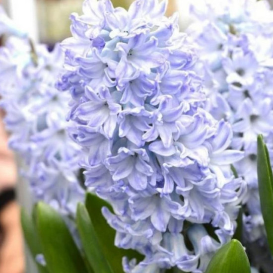 Гіацинт садовий Blue Eyes