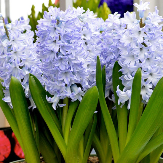 Гіацинт садовий Blue Passion