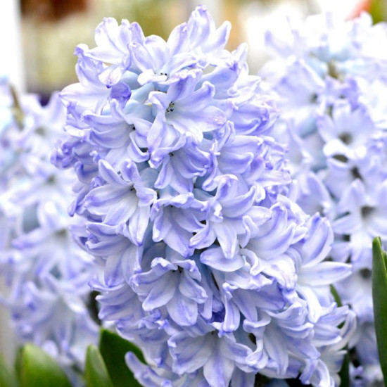 Гіацинт садовий Blue Passion
