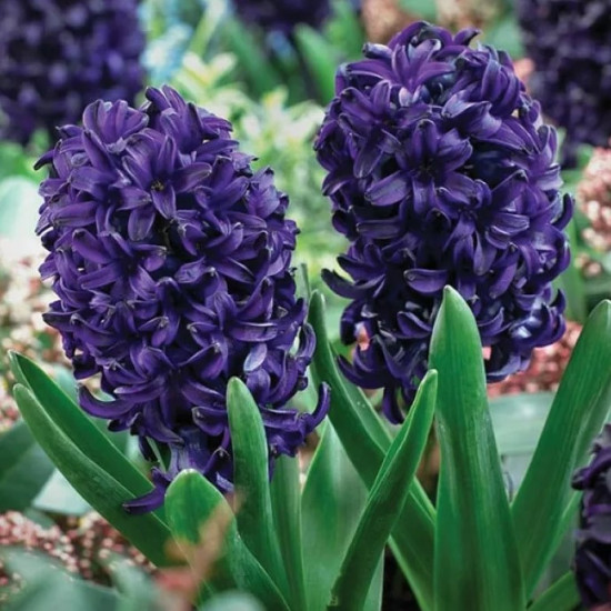 Гіацинт садовий Blue Sapphire