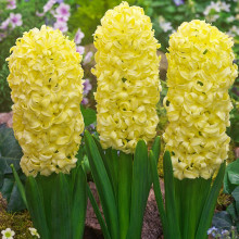 Гіацинт садовий City of Haarlem