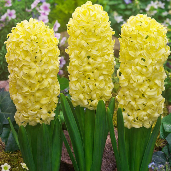 Гіацинт садовий City of Haarlem