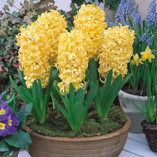 Гіацинт садовий City of Haarlem