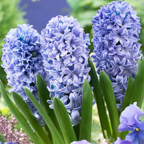 Гіацинт садовий Delft Blue