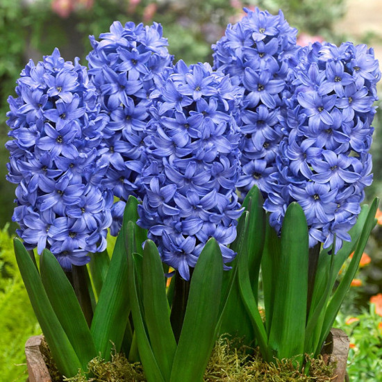 Гіацинт садовий Delft Blue