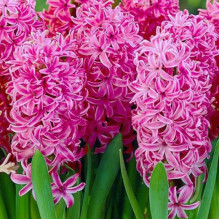 Гіацинт садовий En Melange