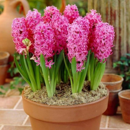 Гіацинт садовий En Melange