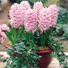 Гіацинт садовий Fondant