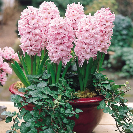 Гіацинт садовий Fondant