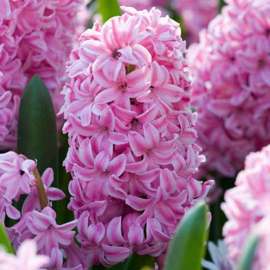Гіацинт садовий Fondant