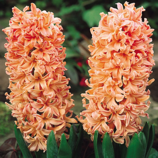 Гіацинт садовий Gipsy Queen