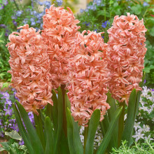 Гіацинт садовий Gipsy Queen