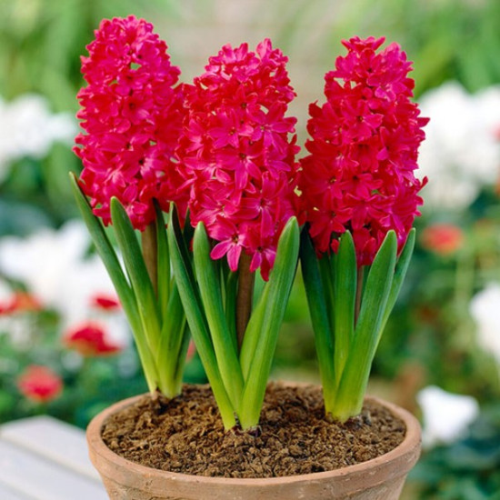 Гіацинт садовий Jan Bos