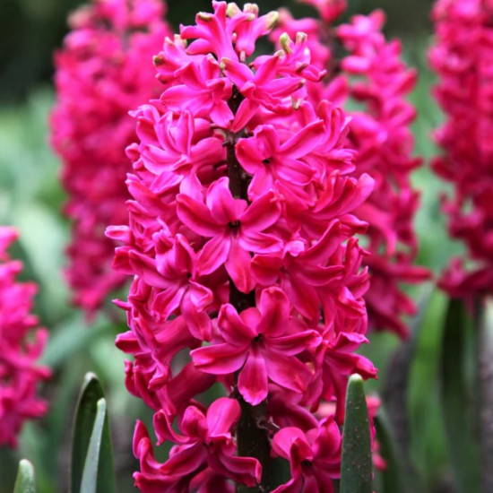 Гіацинт садовий Jan Bos