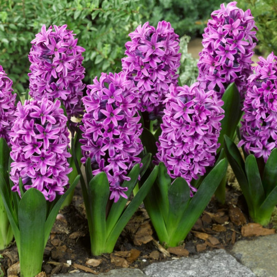 Гіацинт садовий Miss Saigon