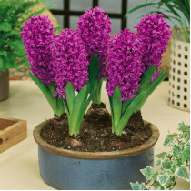 Гіацинти для висадки у відкритий грунт (садові)