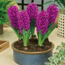 Гіацинт садовий Miss Saigon