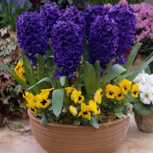 Гіацинт садовий Peter Stuyvesant