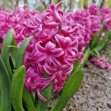 Гіацинт садовий Pink Pearl