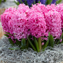 Гіацинт садовий Pink Pearl