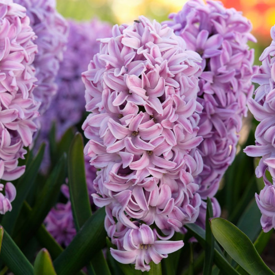 Гіацинт садовий Splendid Cornelia