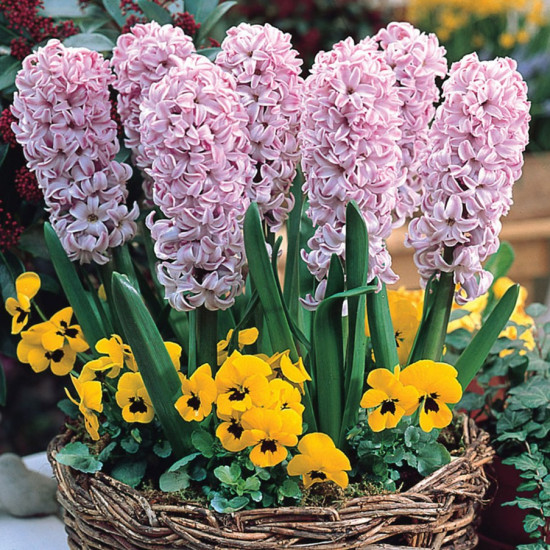 Гіацинт садовий Splendid Cornelia