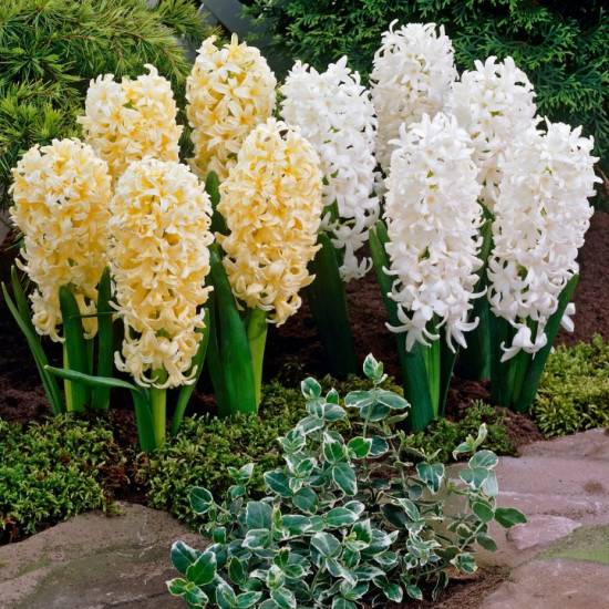 Гіацинт садовий White Pearl