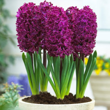 Гіацинт садовий Woodstock