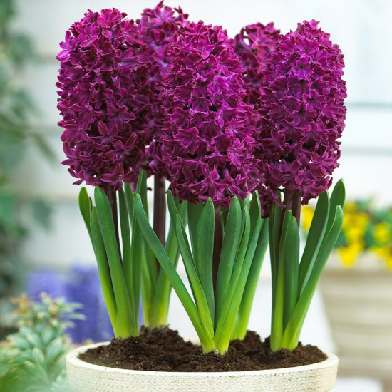 Гіацинт садовий Woodstock