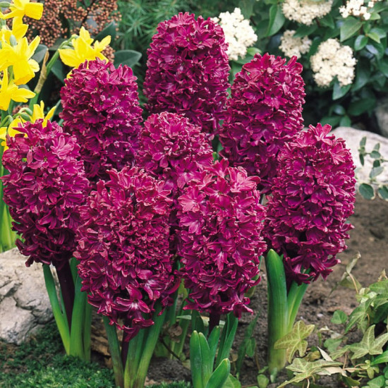 Гіацинт садовий Woodstock