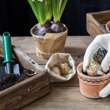 Гіацинт садовий Blue Eyes