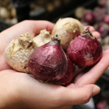 Гіацинт садовий Blue Eyes