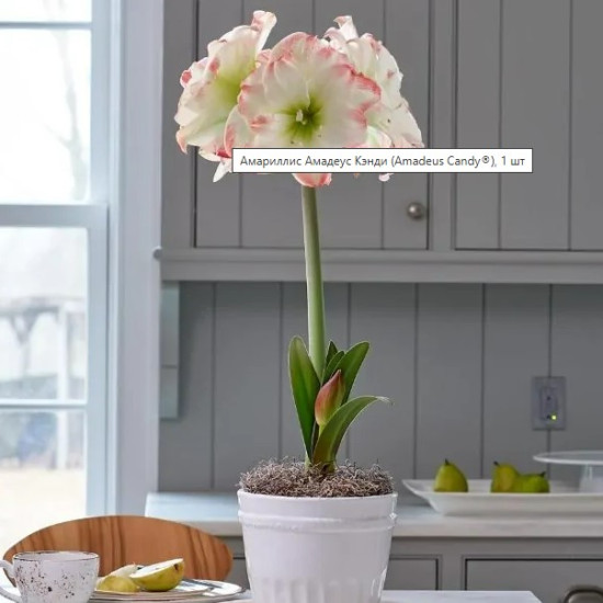 Гіпеаструм Amadeus Candy