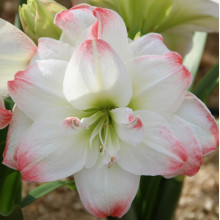 Гіпеаструм Amadeus Candy