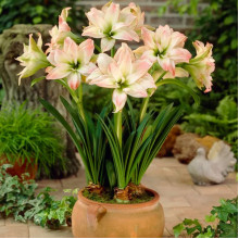 Гиппеаструм Aphrodite