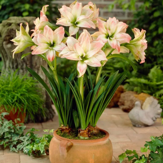 Гіпеаструм Aphrodite