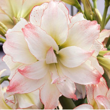 Гиппеаструм Aphrodite