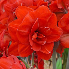 Гіпеаструм Double King