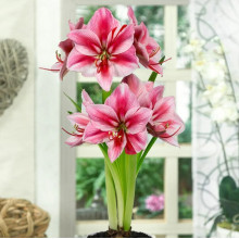 Гіпеаструм Gervase