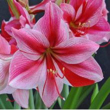 Гіпеаструм Gervase