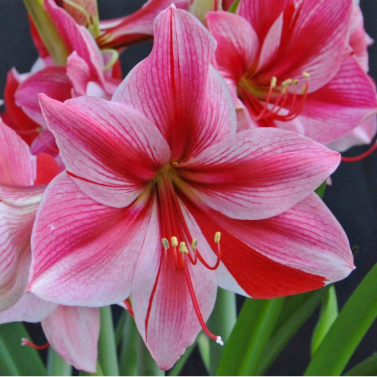 Гіпеаструм Gervase