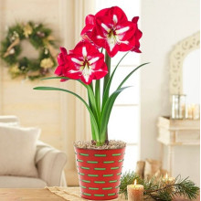 Гіпеаструм Monte Carlo