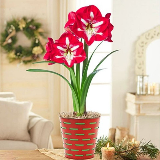 Гіпеаструм Monte Carlo