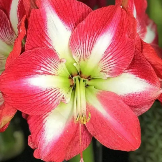 Гіпеаструм Monte Carlo